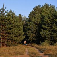 В лес по грибы. :: Восковых Анна Васильевна 