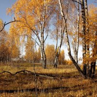 осень :: Владимир Холодницкий