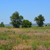 Старочеркасская. Вязы в пойме реки Дон. :: Пётр Чернега