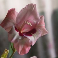 Цветок гладиолуса. :: сергей 