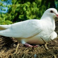 Кидайте в небо белых голубей, своих открытий, радостей свершений, своих доброт, терпений и прощений. :: Владимир Манкер
