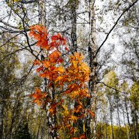 Рябина в берёзовом лесу :: Андрей Анкудинов