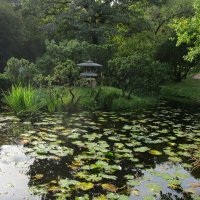 Пруд в Японском саду :: Ольга Довженко