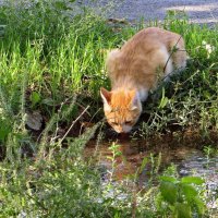 Кошка нашла родничок :: Татьяна Смоляниченко