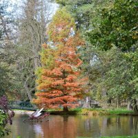 Яркие краски Осени :: tamara *****