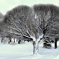 В зимнем парке :: Игорь Сычёв