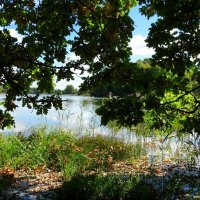 Взгляд на озеро через дубовые ветви. :: Милешкин Владимир Алексеевич 