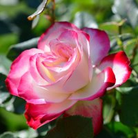 Солнечно-прекрасная сентябрьская роза :: Тамара Бедай 