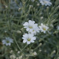Белые цветочки :: Pulcheria *****