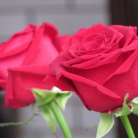 Розы...розы... :: Вячеслав Медведев