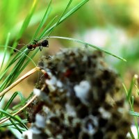 Про муравья :: Сергей Царёв