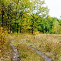 Мимо осеннего леса :: Юрий Стародубцев