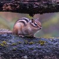 Бурундук :: Вадим Басов