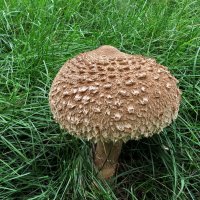 Про грибы :: Liliya Kharlamova