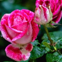 осенние розы :: navalon M