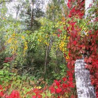 Осень в лесу :: Лариса 