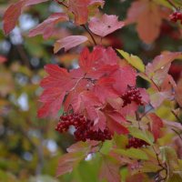 Осенние краски в сентябре :: Savayr 