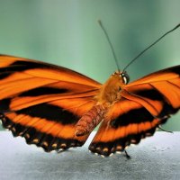 Красавица бабочка :: Владимир Манкер