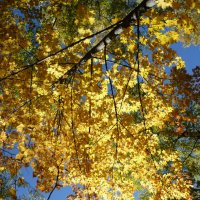 Осенняя листва :: Ольга 