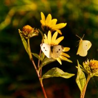 butterfly :: Elena Wymann