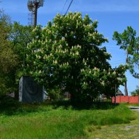 Старочеркасская. Цветёт каштан на улице Береговой. :: Пётр Чернега