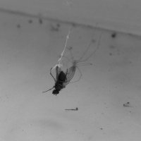 паук и муха :: Андрей Богданов АндиСтудия.РФ