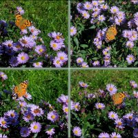 Порхающая бабочка :: Нина Бутко