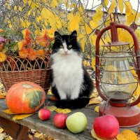 А осень как кошка... Красива, уверенна, грациозна и обворожительно прекрасна... :: TAMARA КАДАНОВА