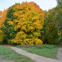 "Золотая" листва :: Александр Буянов