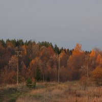 Северная Осень. :: OLGA 