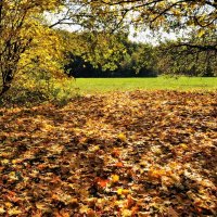 Осень, осень, лес остыл и листья сбpосил... :: Анатолий Колосов