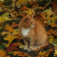 Осенний кот :: Зоя Мишина