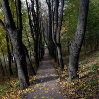 Лестница в… Осень… вверх или вниз, лестница в… Осень… спуститься… подняться :: Люба 