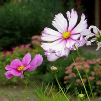 Космейки – цветы из детства моего :: Татьяна Смоляниченко