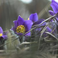 весна хороша :: Геннадий Свистов