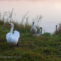 Как только я с фотокамерой пришёл на озеро, лебеди сразу поспешили ко мне. :: Анатолий Клепешнёв