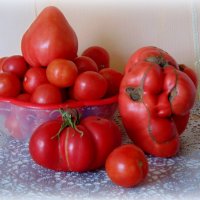 Сердитый помидор. :: nadyasilyuk Вознюк