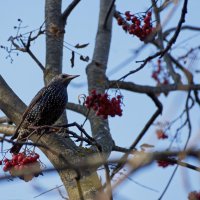 Скворушка :: Александр Запылёнов