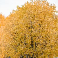 Лошадка на фоне осеннего дерева :: Дмитрий Бачтуб