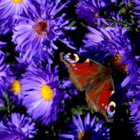 Бабочки любят цветы... :: Антонина Гугаева