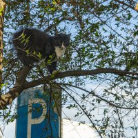 ПРИПАРКОВАЛСЯ :: Анатолий Чикчирный