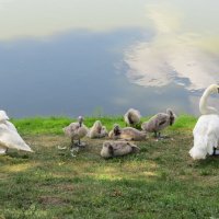 Лебеди с лебедятами :: Вера Щукина