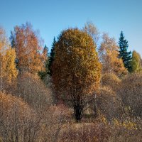 октябрь :: Владимир Зеленцов