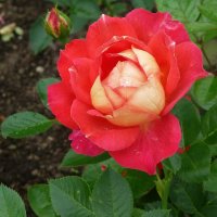 Красная роза в саду расцвела :: Лидия Бусурина