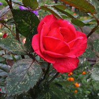 Роза – символ совершенства :: Ольга Довженко
