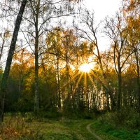 Предзакатный лес в октябре :: Светлана 