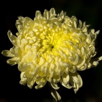 chrysanthemum :: Zinovi Seniak