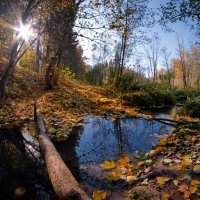 Осенний лес :: Юрий Кольцов