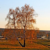 Одинокая осенняя березка :: Татьяна Перегудова 