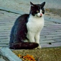 Уличная  кошка... :: Евгений 